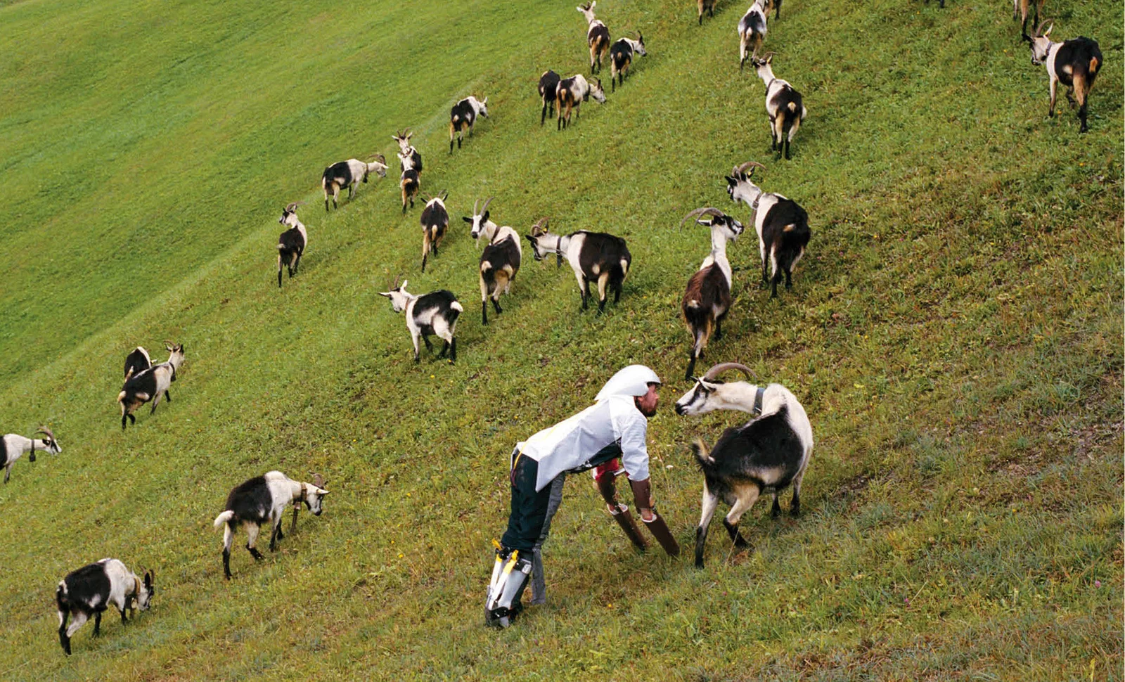 A bunch of goats on a steep meadow and a guy in a helment and an exoskeleton on all four interacting with a goat.